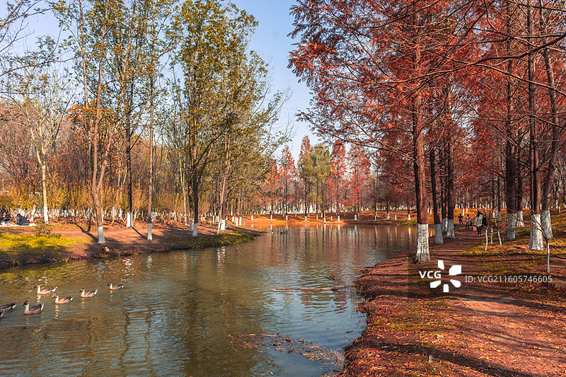 西安浐灞国家湿地公园 水杉秘境图片素材