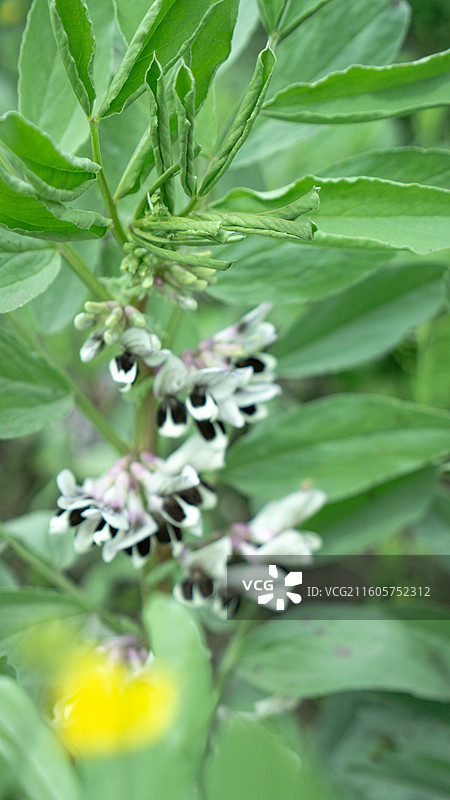 大邑安仁古镇胡豆花 蚕豆花 户外 农田 春天 种植 壁纸 背景图片素材