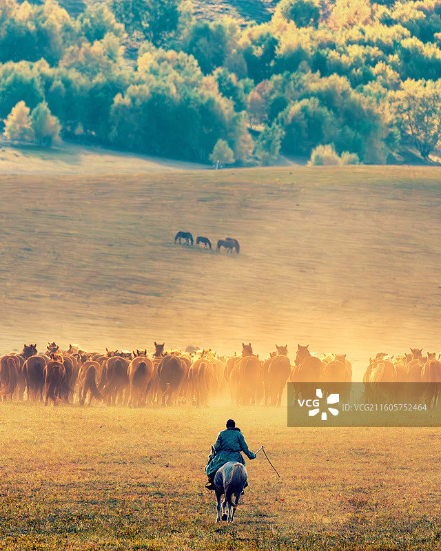 金秋牧马浴晨辉图片素材