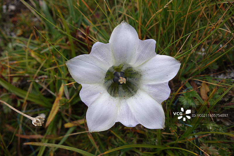 青海省玉树州尕朵觉沃神山尕朵觉悟神山嘎朵觉悟神山：白龙胆花图片素材