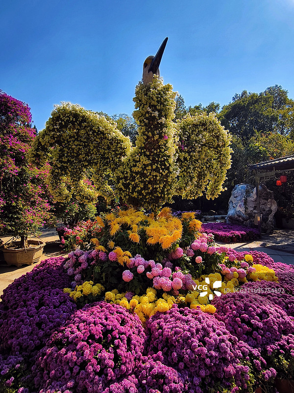鹤舞菊海（摄于南昌天香园菊花展）图片素材