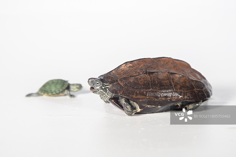 白色背景上的乌龟特写镜头图片素材