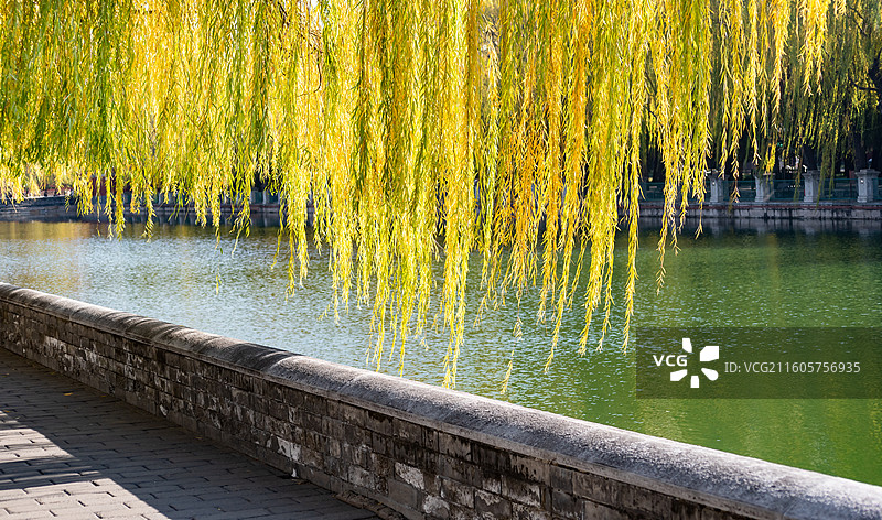 北京故宫护城河金柳图片素材