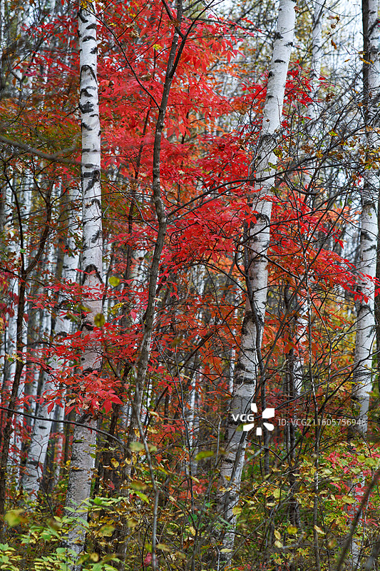 秋季长白山池南区的白桦林图片素材