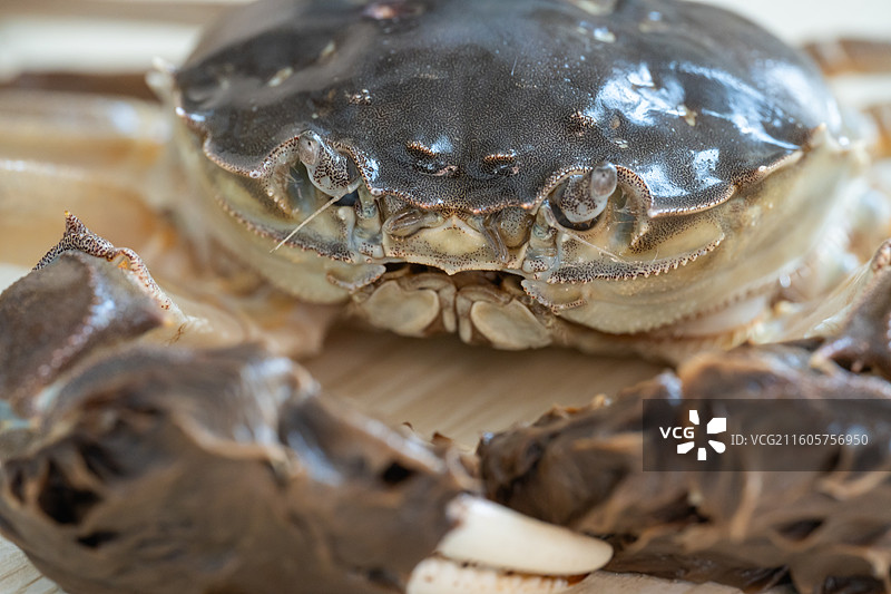阳澄湖大闸蟹 公蟹  特写 生鲜图片素材