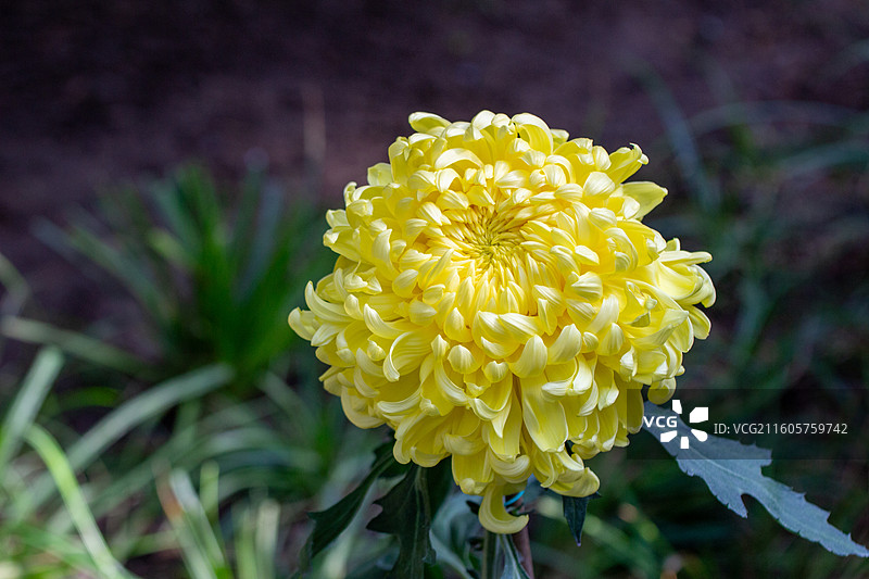 天坛公园盛开的黄色菊花图片素材