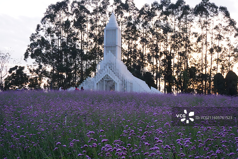 佛山贤鲁岛紫色花海图片素材