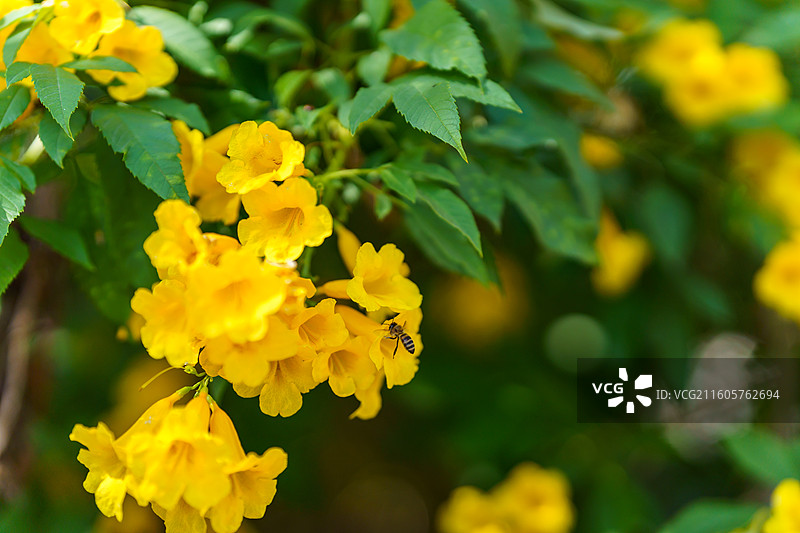 黄钟花从中采蜜的蜜蜂图片素材