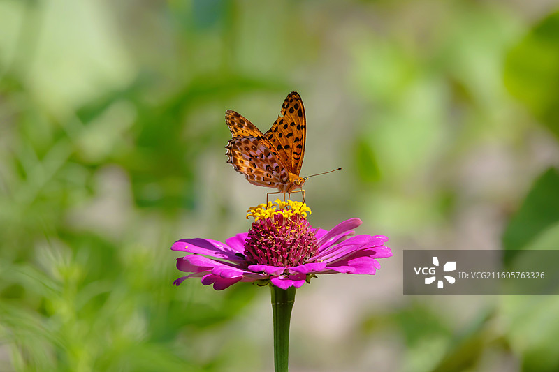 斐豹蛱蝶与百日菊图片素材