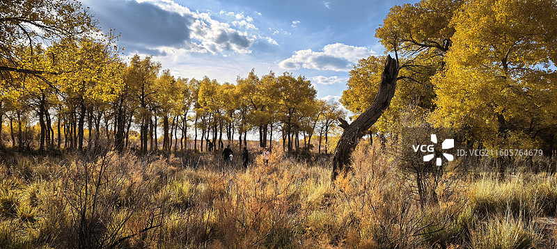 金色胡杨图片素材