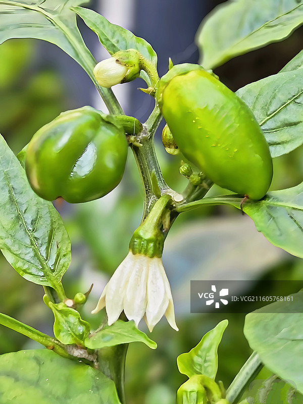 辣椒花图片素材
