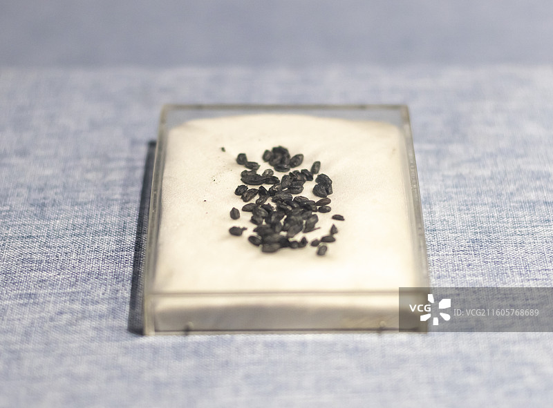 炭化稻谷 新石器时代 浙江余姚河姆渡遗址出土 中国国家博物馆图片素材