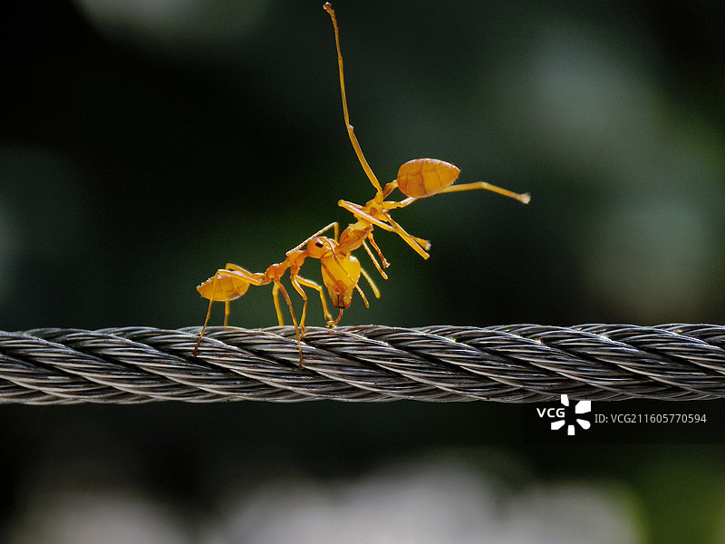 以小欺大图片素材