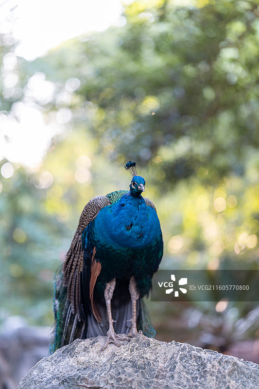 登高的孔雀图片素材