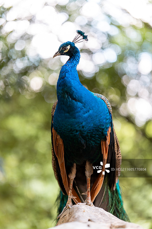 登高的孔雀图片素材