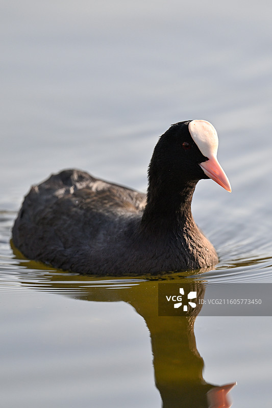 白骨顶图片素材