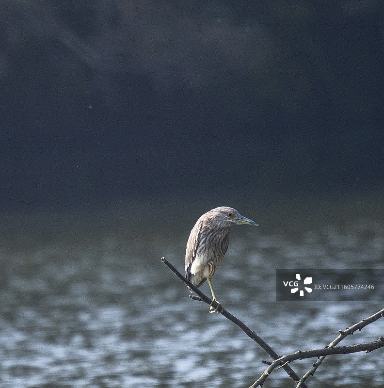 隆昌古宇湖的候鸟图片素材