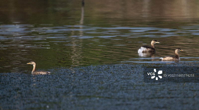 隆昌古宇湖的候鸟图片素材
