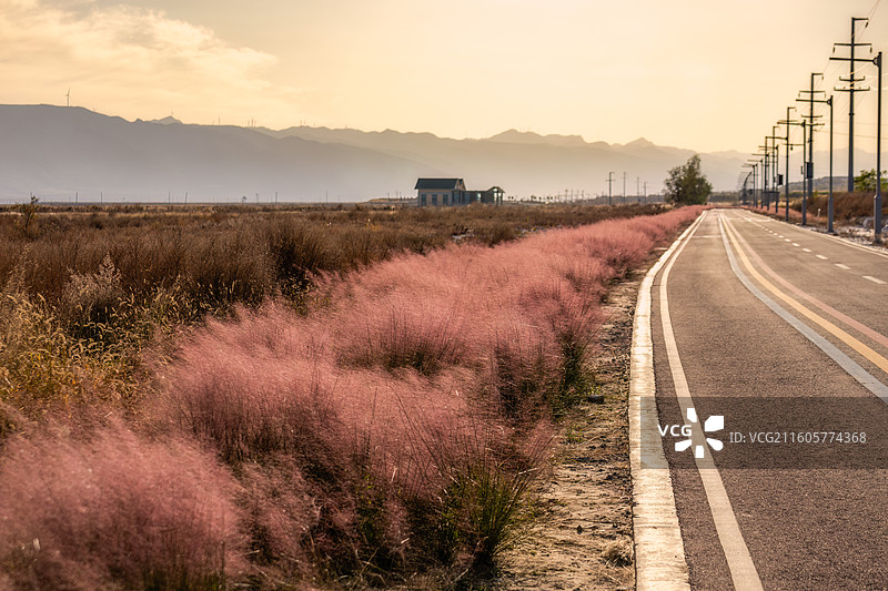 运城市盐湖湿地生态公园粉色狼尾草图片素材