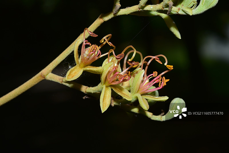 南方珍稀园林树种-Sindora tonkinensis 东京油楠图片素材