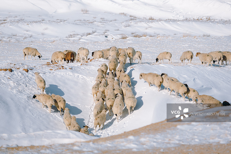 雪原上的羊群图片素材