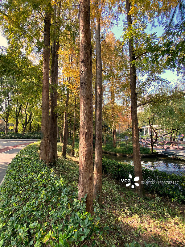 上海的秋天像油画图片素材