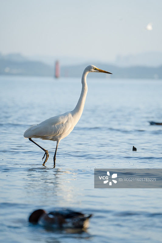 深圳湾海滨公园在海边觅食的大白鹭小白鹭图片素材