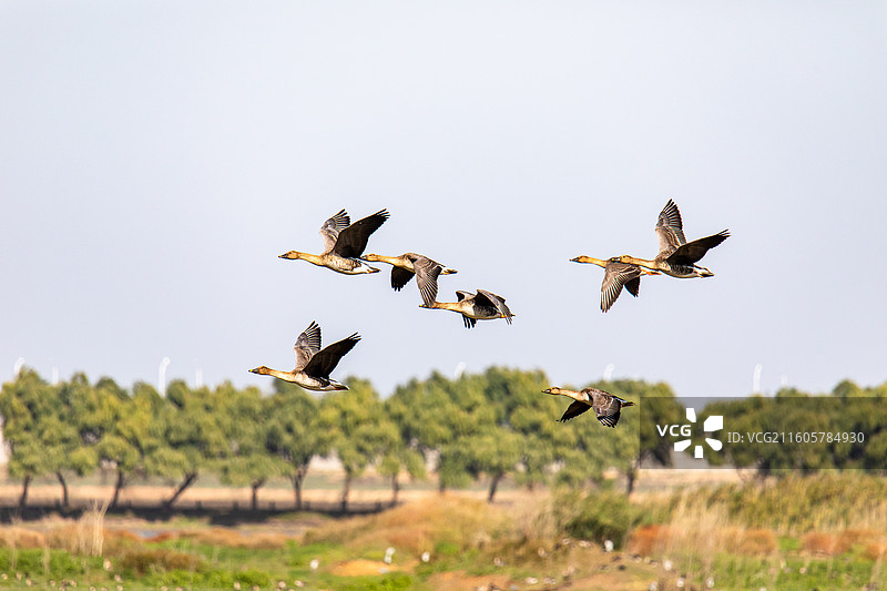 府河湿地振翅高飞的豆雁图片素材