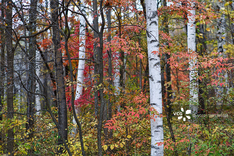 秋季长白山的杂木林图片素材