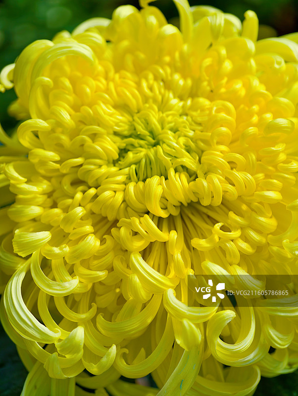 秋天菊花盛开图片素材