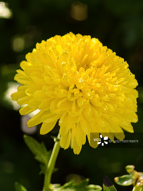 江西宜春·明月山·温汤镇·富硒皇菊图片素材