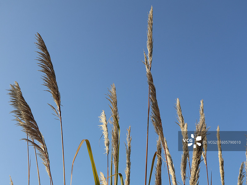 苇草与蓝天图片素材