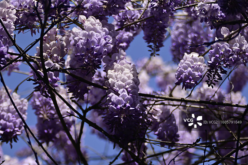 紫藤花的低角度特写视图图片素材