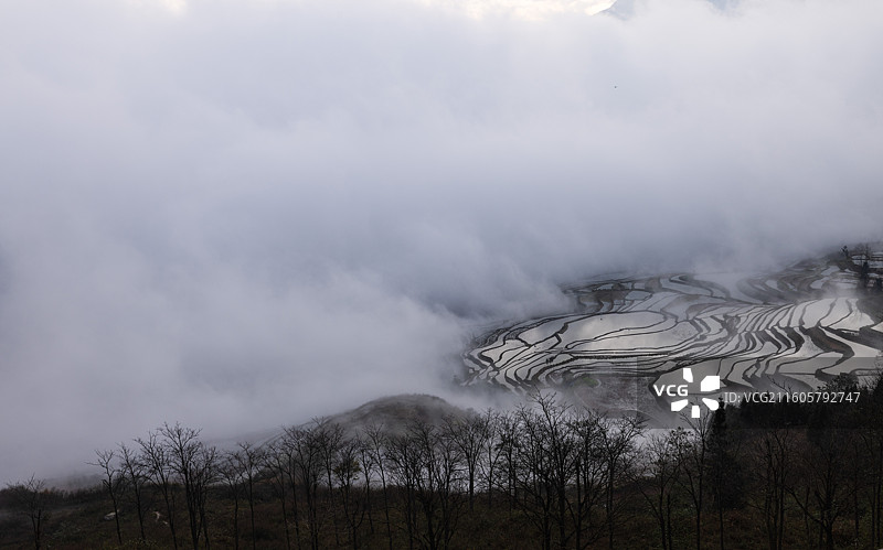 雾霭中的元阳多依树梯田：冬季雾气中的云南红河元阳梯田，恰似幅幅水墨画，别有一番精致，是摄者的热衷地。图片素材