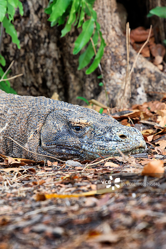 印度尼西亚科莫多龙图片素材