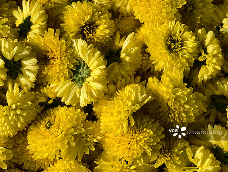 江西宜春·明月山·温汤镇·富硒皇菊图片素材