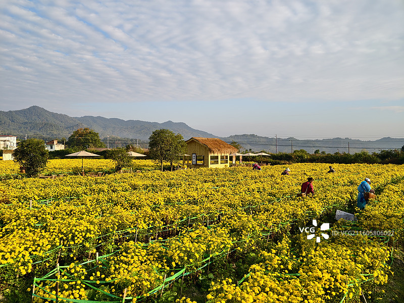 江西宜春·明月山·温汤镇·富硒皇菊图片素材