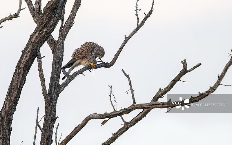 红隼抓到一只老鼠大快朵颐图片素材