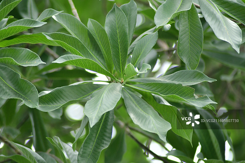 南方珍稀园林树种-Couroupita guianensis炮弹树图片素材