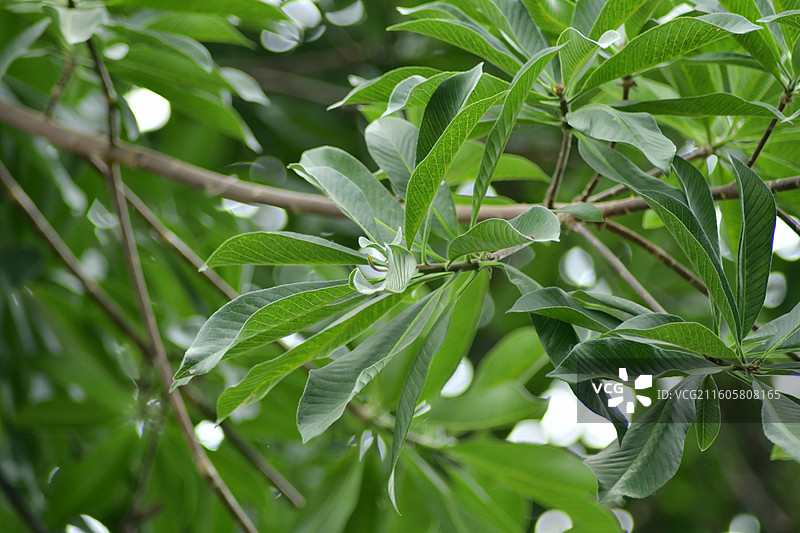 南方珍稀园林树种-Couroupita guianensis炮弹树图片素材