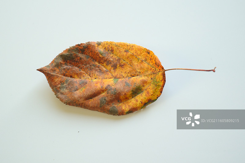 白色背景下的一片干枯黄树叶特写。留白设计素材元素图片素材