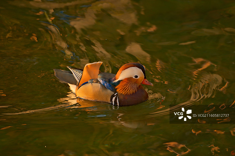 北海公园的鸳鸯图片素材