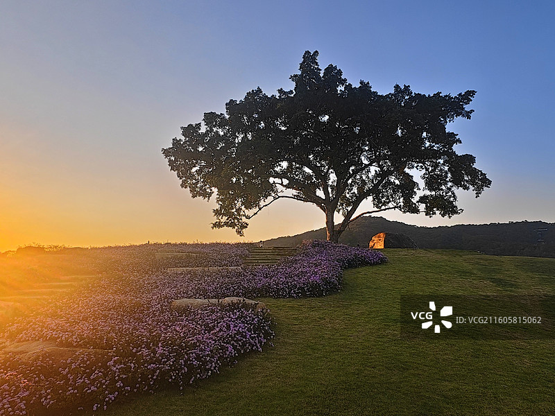 夕阳下的一棵树图片素材