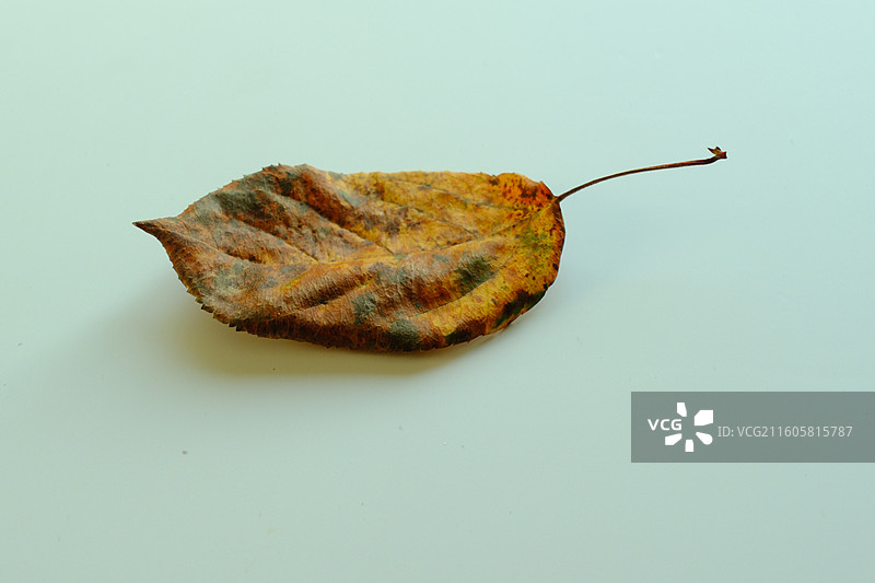 白色背景下的一片干枯黄树叶特写。留白设计素材元素图片素材