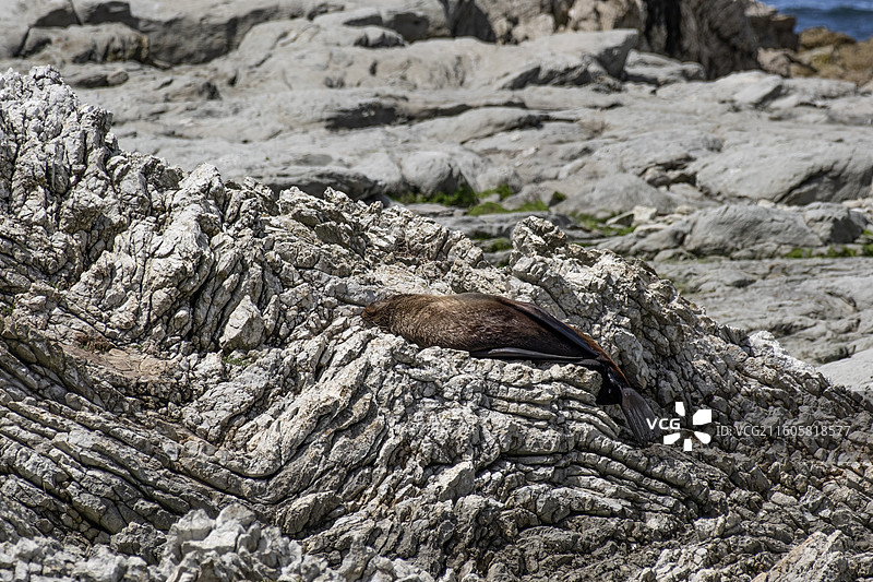 凯库拉图片素材
