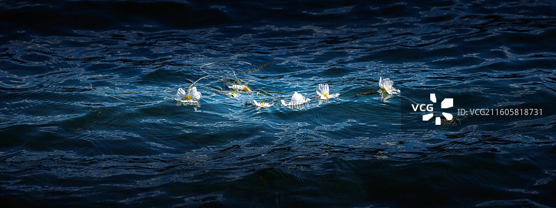 泸沽湖的水性杨花图片素材
