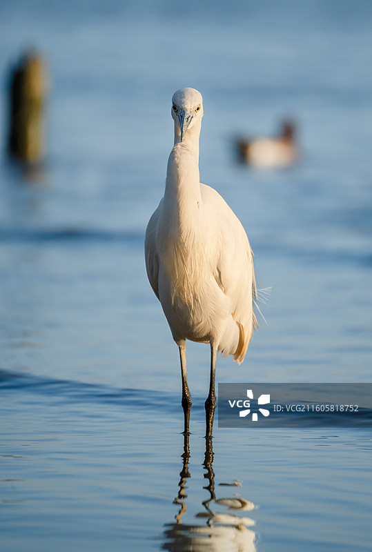 深圳湾海滨公园在海边觅食的大白鹭小白鹭图片素材