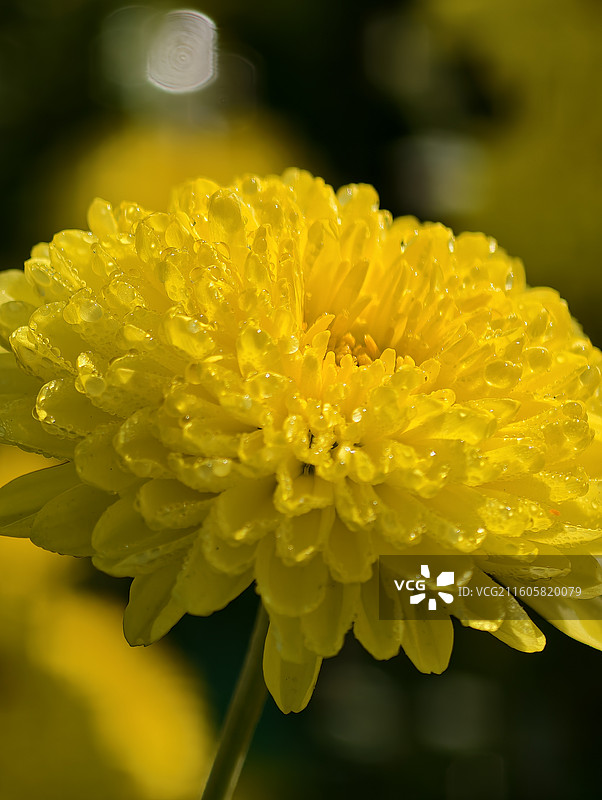 江西宜春·明月山·温汤镇·富硒皇菊图片素材