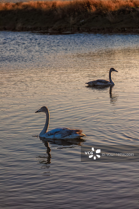 运城市盐湖生态湿地公园白天鹅幼鸟图片素材