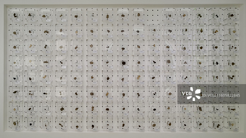 菌类及松露科普展示图片素材